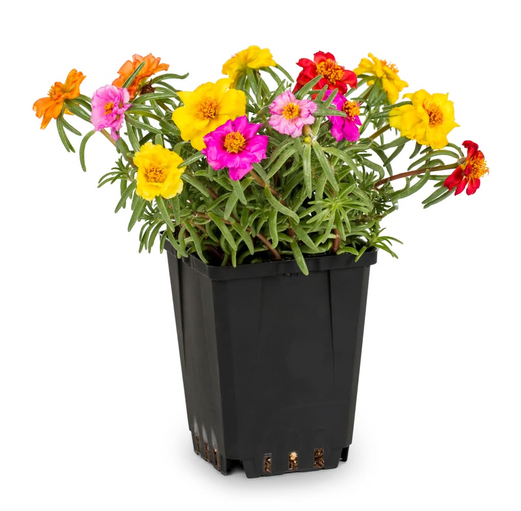 Lowe's 1.0 Pint Multicolor Moss Rose 1 -Pack