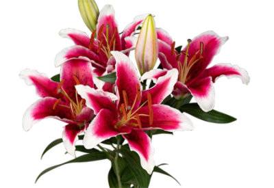 Signature Select 3 Stem Stargazer Lily - Each (Colors May Vary)