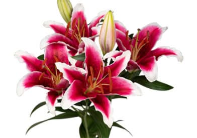 Stargazer Lily