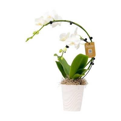 Live 5" Wave Orchid Potted Plant (Colors May Vary)