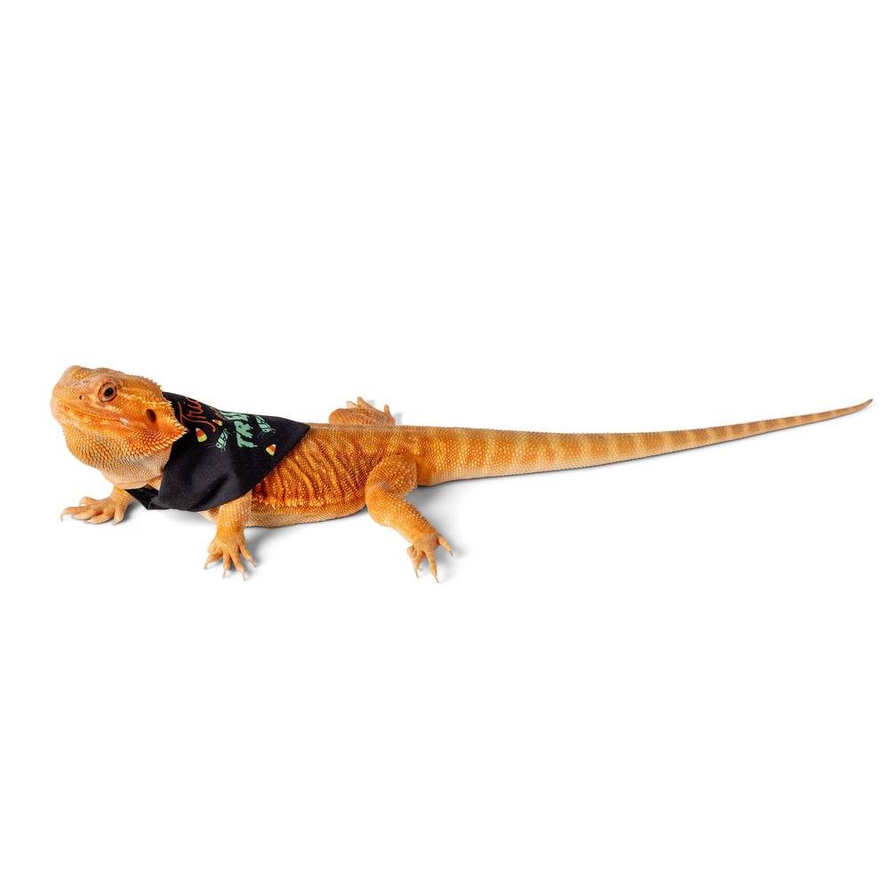 Thrills & Chills Spooky 2-Pack Reptile Bandanas (Size: Small)