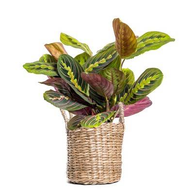 Live 4" Red Maranta Houseplant in Petite Rural Craft Planter