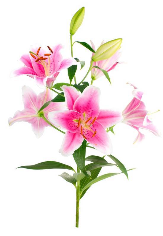 Oriental Lily 2 Stem (1 ct)