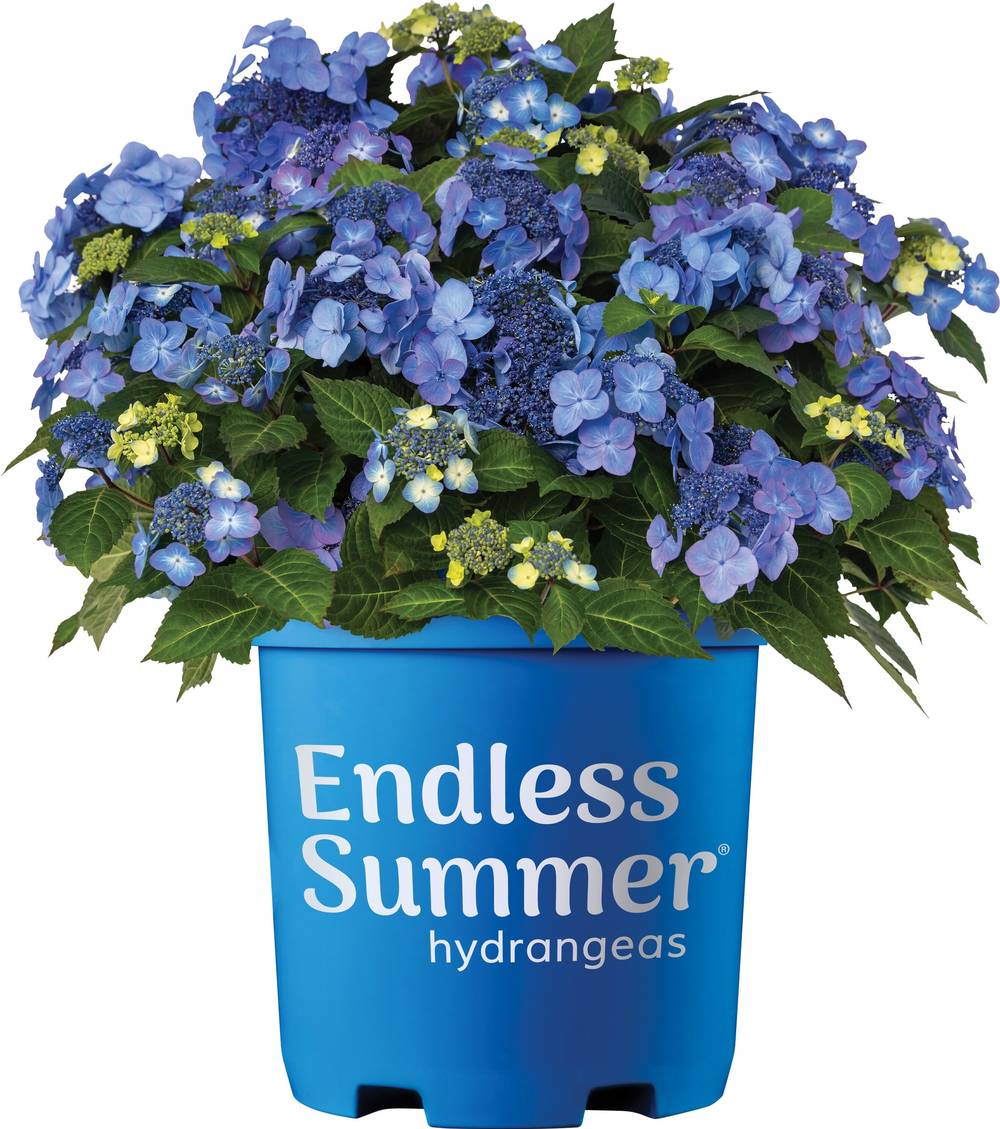 Lowe's Pop Star Reblooming Hydrangea Flowering Shrub in 2 -Gallon Pot 1.0 -Pack with Multicolor Blooms | NURSERY