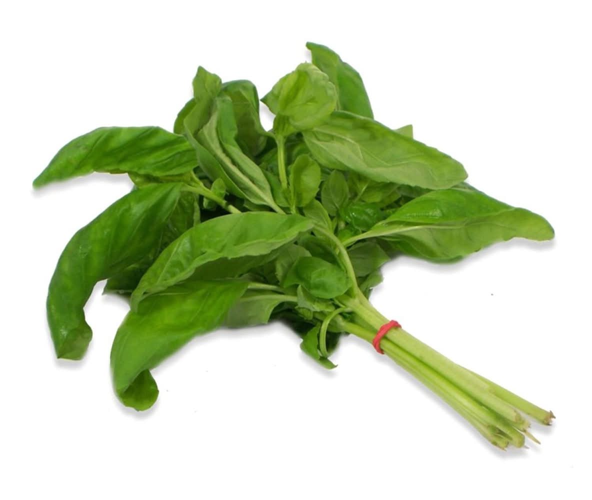 Basilic frais