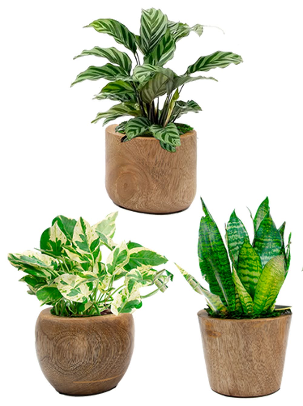 LiveTrends Medellin - Assorted Premium Foliage House plant in 12.00 Ounce(s) Pot 1 -Pack