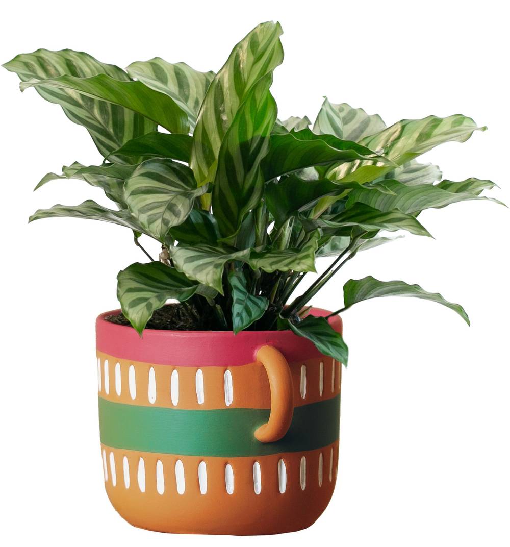 LiveTrends Brilla House plant in 12 Ounce(s) Pot 1 -Pack | ASB07596
