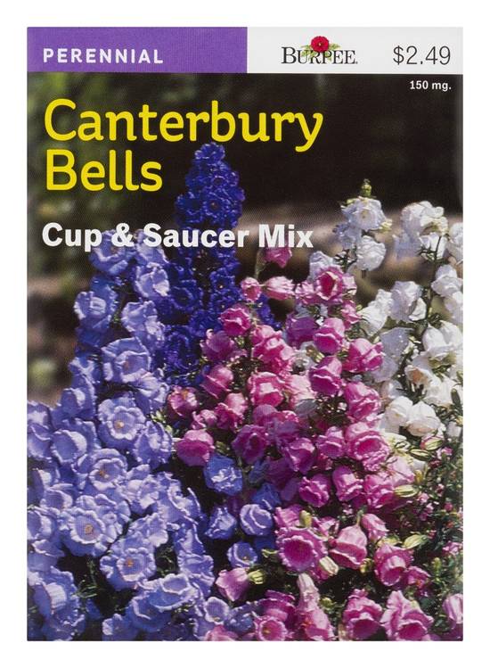 Burpee Canterbury Bells Cup & Saucer Mix