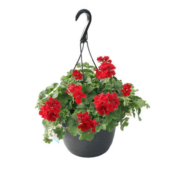 Florist Distributing Of Iowa Premium Hanging Basket