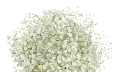 Gypso Standard White Flower Bunches