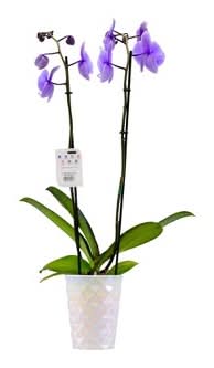 Good Little Garden Orchid Lilac Amethyst Potted Plant, 5 in