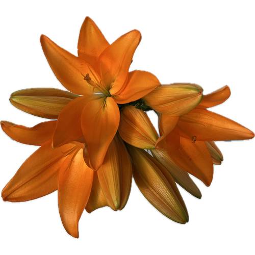 Asiatic Lilies 1 Bunch