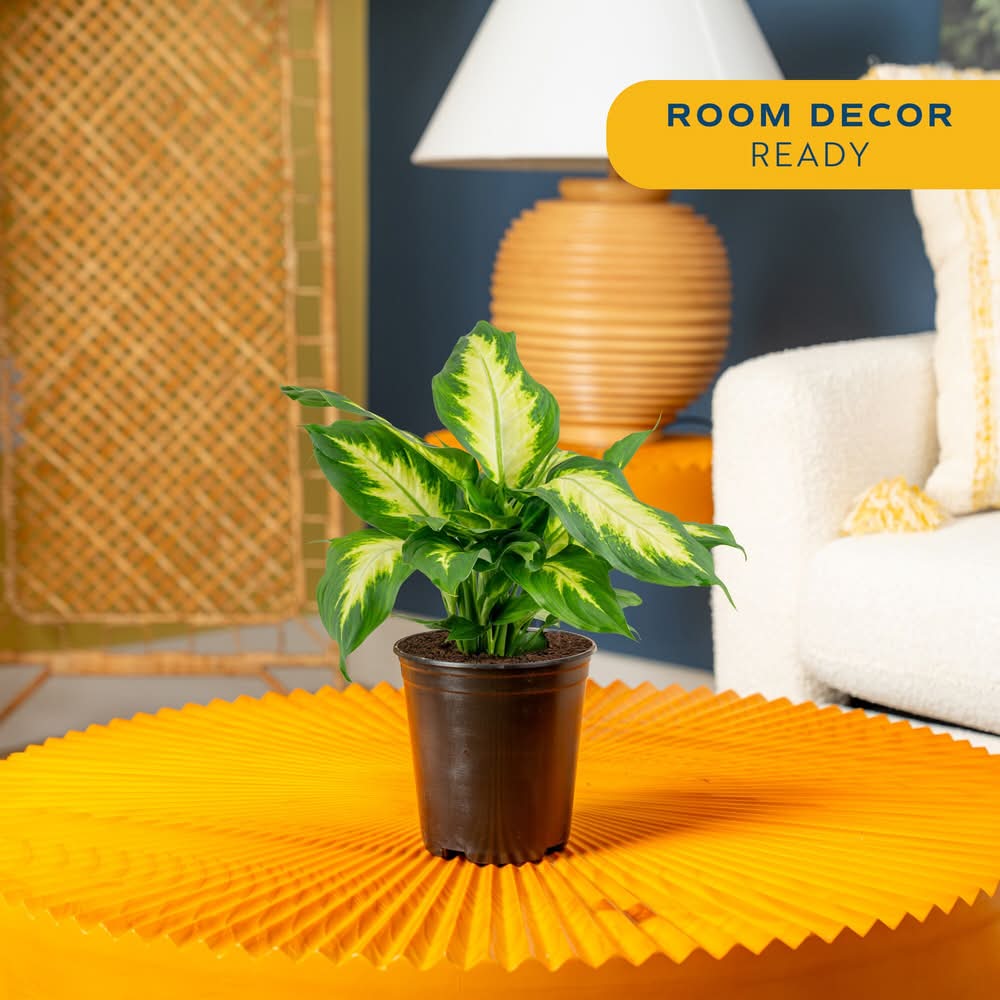 fiddle leaf fig tree in pot Full Size Fiddle Leaf Fig main image 1