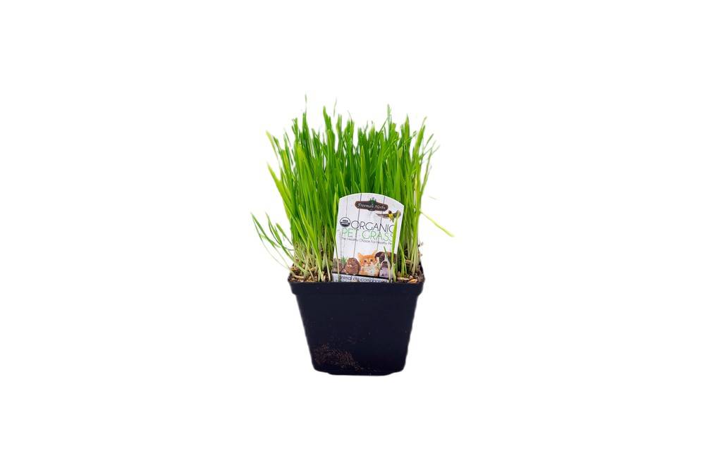 Organic Pet Grass (300 g)