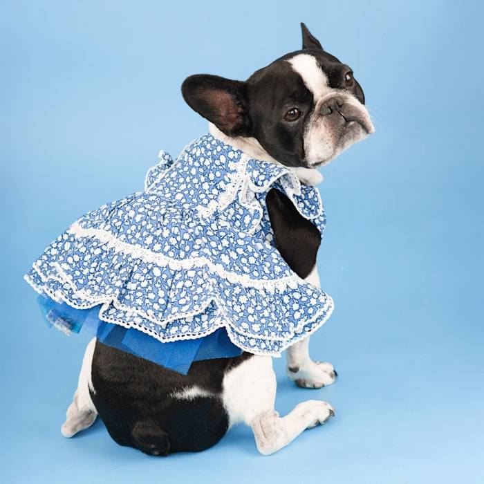 Draper James Floral Wrap Dog Dress Delivery Near Me | Order Online