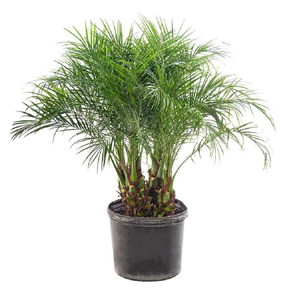 The Home Depot - The Plant Stand of Arizona Phoenix Roebelenii Pygmy Date Palm  Tree Outdoor Live Plant, 14 in - Delivery in Under an Hour | Uber Eats