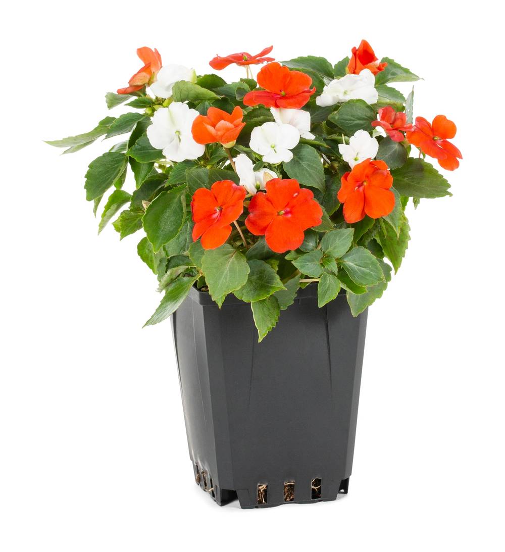 Lowe's Multicolor Impatiens in 1 Pint Pot 1 -Pack | 162547
