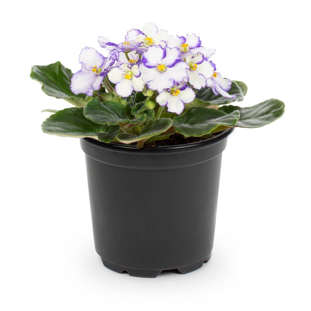 Lowe's Multicolor African Violet House Plant in 13-oz Pot | NURSERY