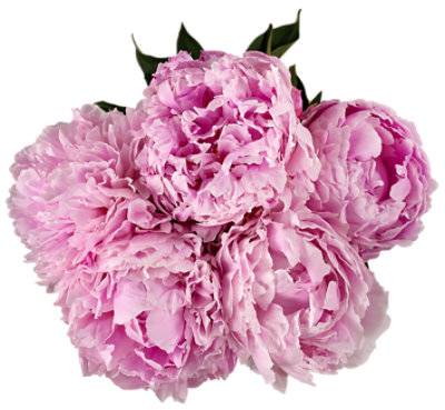 Debi Lilly Peony 5 Stem Assorted - Each