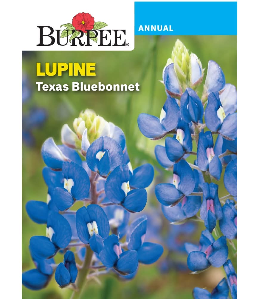 Burpee® Texas Bluebonnet Lupine Seeds