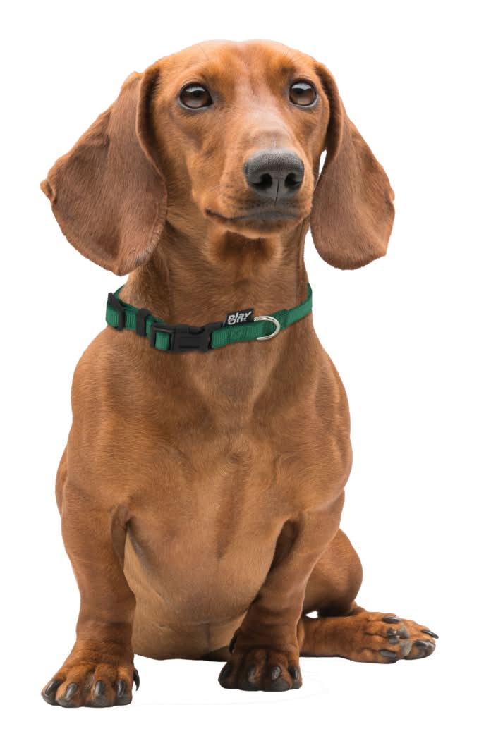 Play On Dog Collar, S, Green