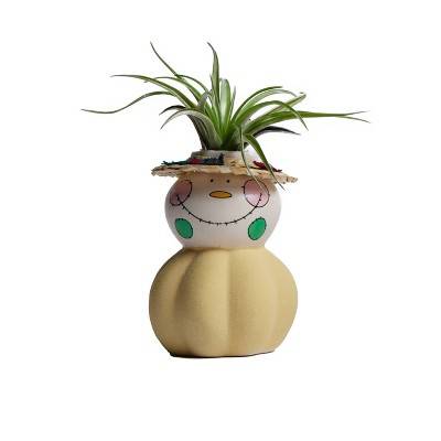 Live Tillandsia Plant in Yellow Harvest Harry Planter