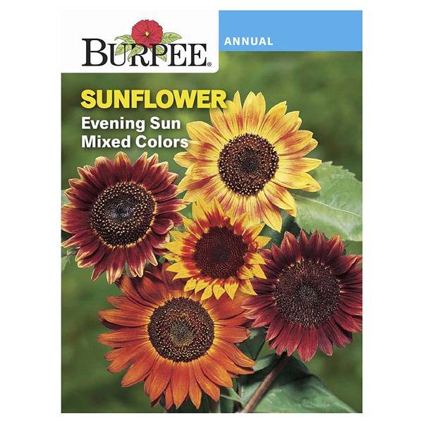 Burpee Sunflower, Evening Sun Mix