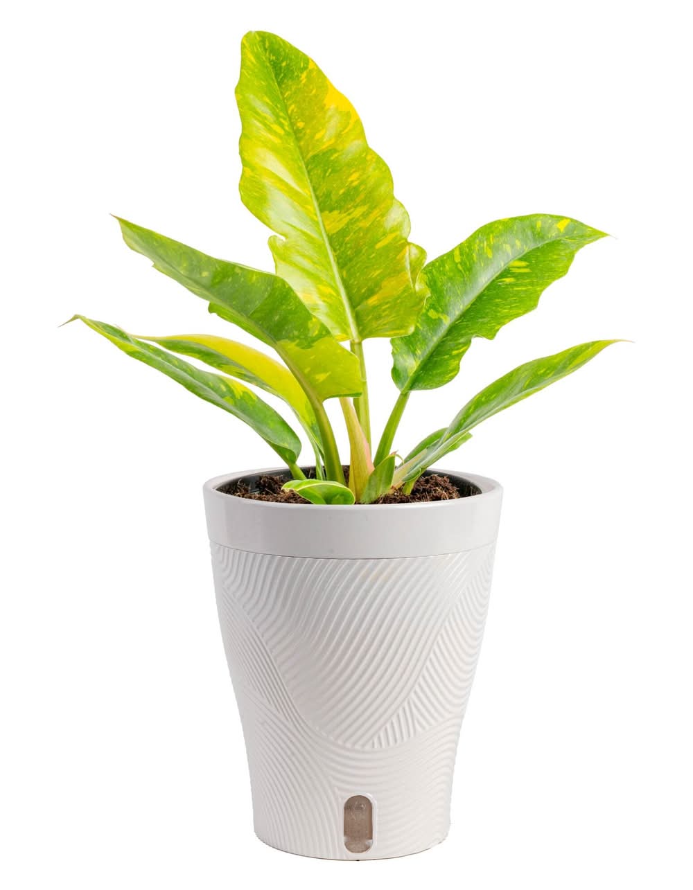 sansevieria starfish Snake Plant Starfish with Planter - Medium (3
