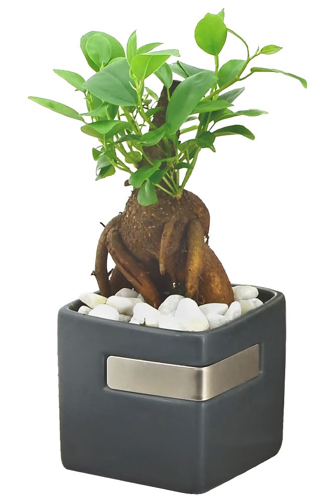 palm tree bonsai Sago Palm Bonsai  Interior Foliage Design