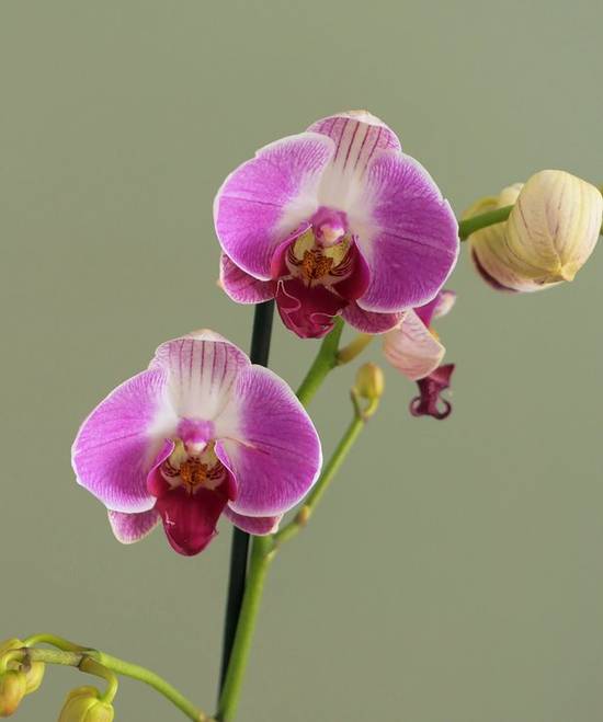 Orchidée rose - 3 tiges