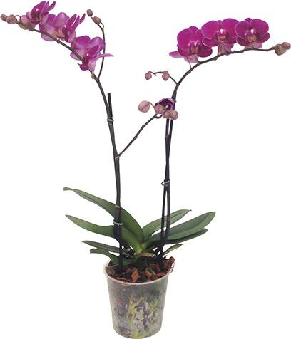 Cooperflora orquídea multiflora 2 hastes (pote 09)