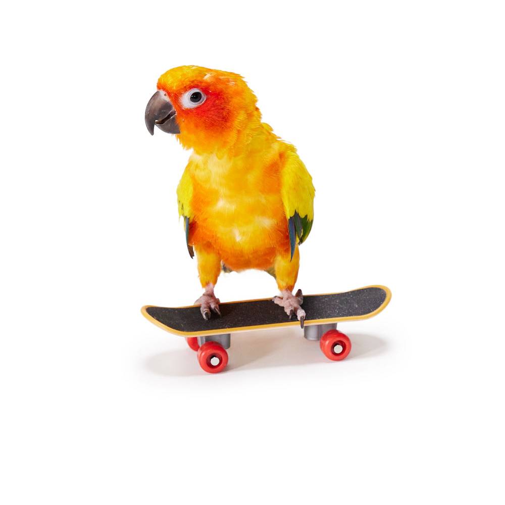 All Living Things® Skateboard Bird Toy (Size: Small)