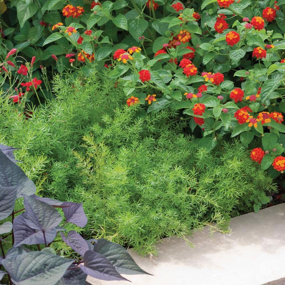 Altman Plants 4.73 L Asparagus Fern Plant