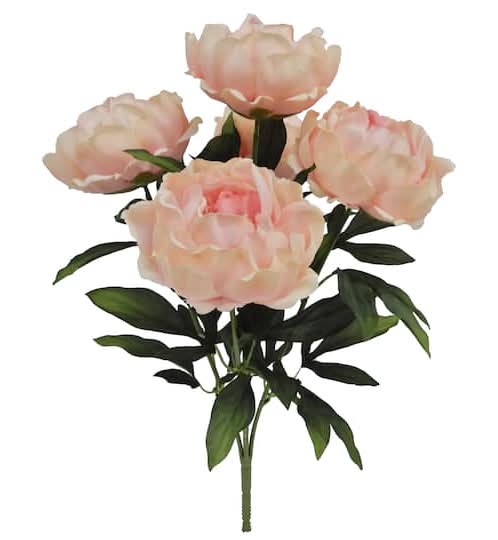 Ashland Peony Bush, 20 in, Light Pink