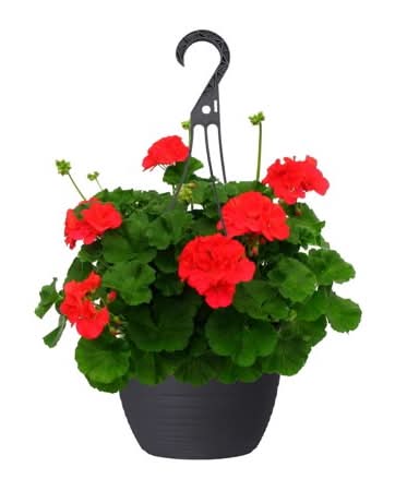 Rainbow Pfs 10 In Everyday Hb Assorted Colours