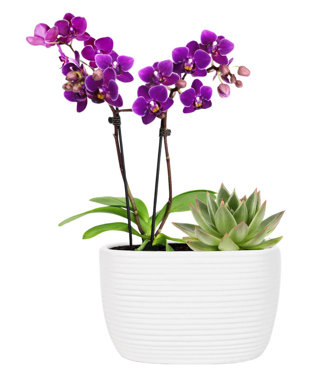 Mini Garden Duo Orchid (4")