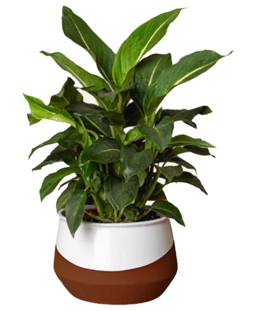LiveTrends Skyline - Assorted Premium Foliage House plant in 36 Ounce(s) Pot 1 -Pack