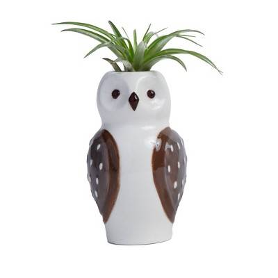 Live Tillandsia Plant In Brown the Hoo Planter