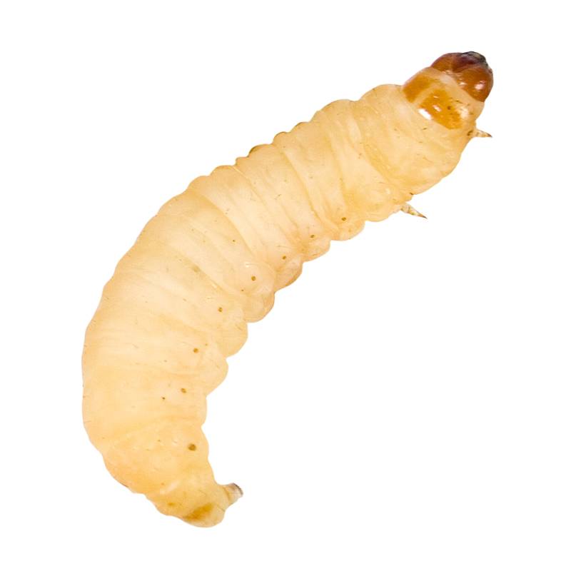 The Bug Company Prepackaged Waxworms Cup, 50 Count - Not Available For Delivery