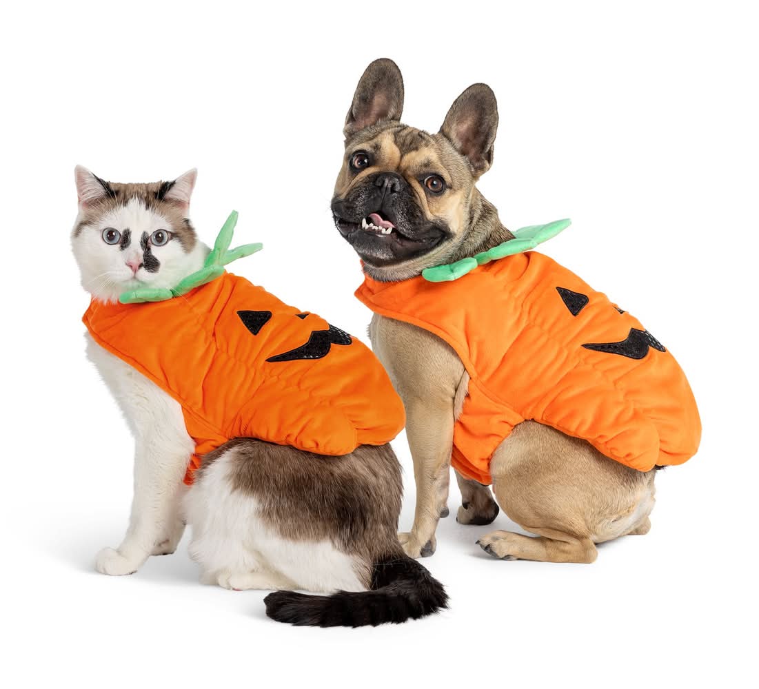 Thrills & Chills® Pumpkin Dog & Cat Costume (Color: Multi Color, Size: Medium)