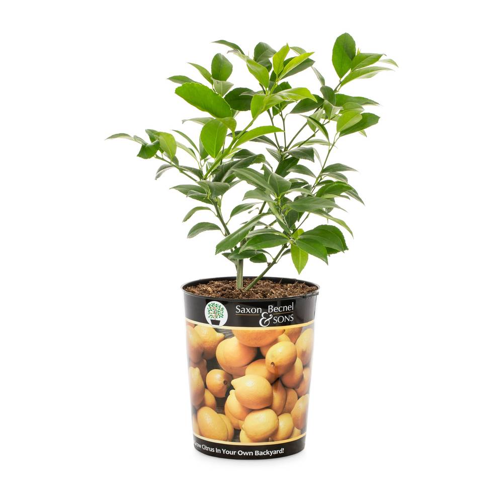 Lowe's Fast Growing Citrus Lemon Tree - 2.50-QT - Full Sun - Flavorful Fruit - Great for Containers - Easy to Grow - Tangerine - L11375 | NURSERY