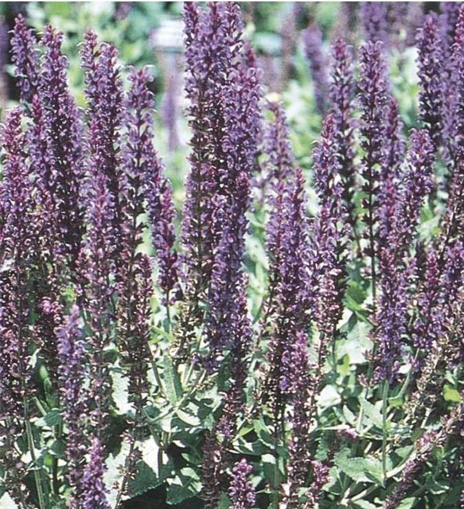 Lowe's Multicolor Salvia Plant in 2 -Quart Pot 1 -Pack | 40896