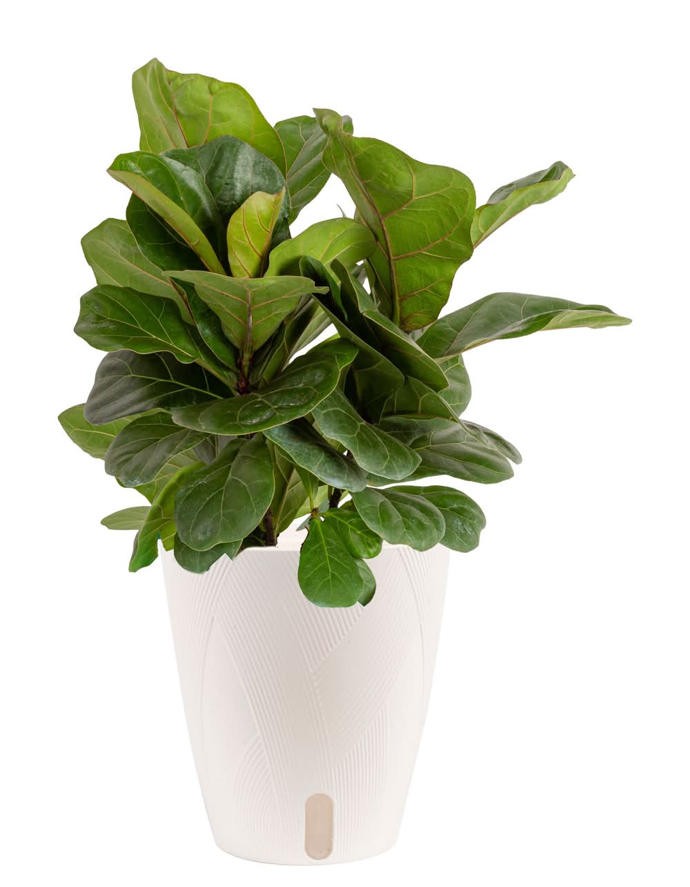 dwarf fiddle leaf fig Ficus lyrata 'Little Fiddle' 6" at SPROUT HOME