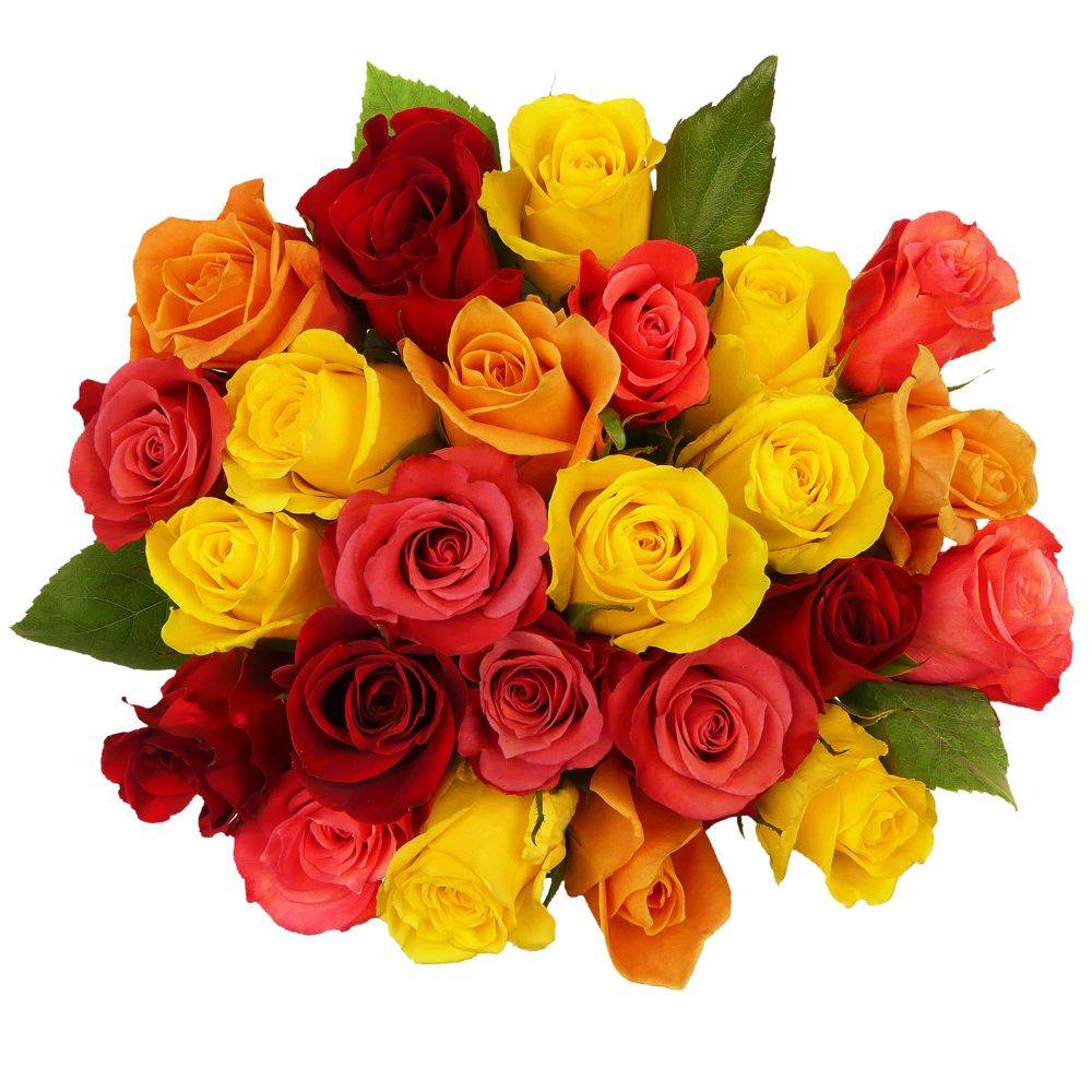 Assorted Premium Roses (24 ct)