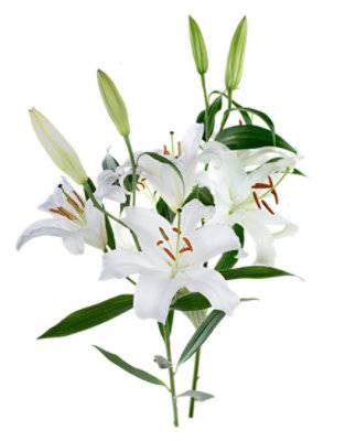 Signature SELECT White Oriental Lily Hawaii - Each