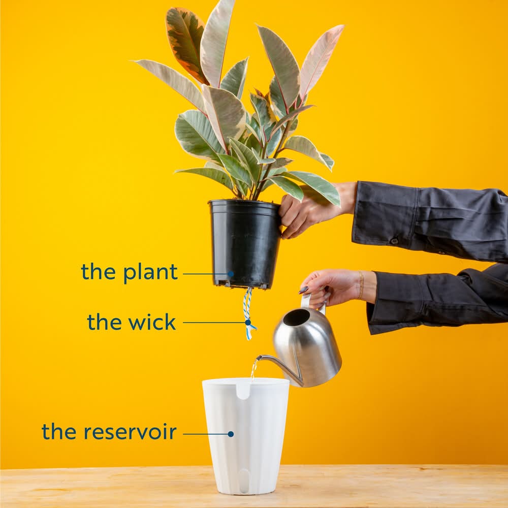 Costa Farms Calathea House Plant - Thumbnail 2