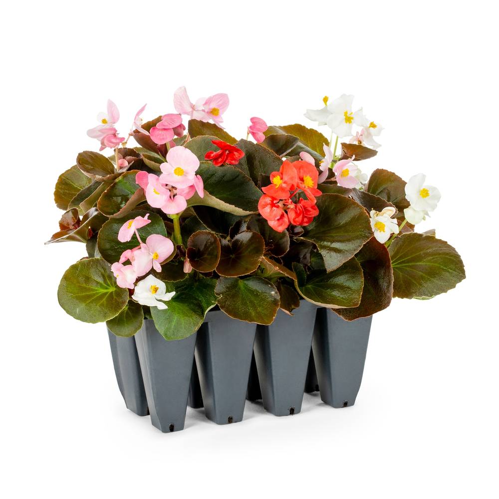 Lowe's Multicolor Begonia in 8-Pack Tray | NURSERY