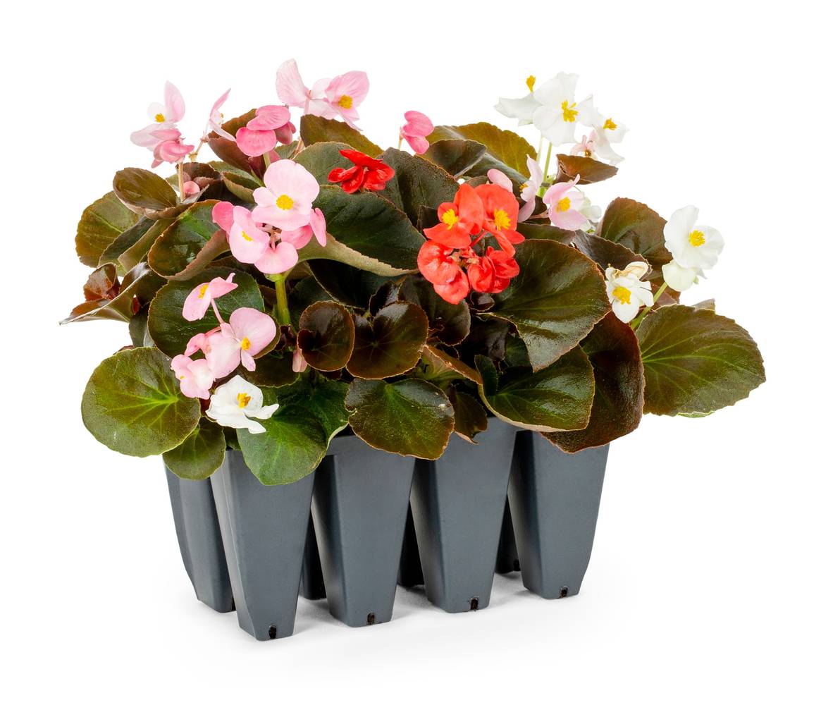 Lowe's Multicolor Begonia in 8 -Pack Tray 1 -Pack | 1527842