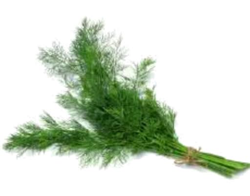 Dill Fresh