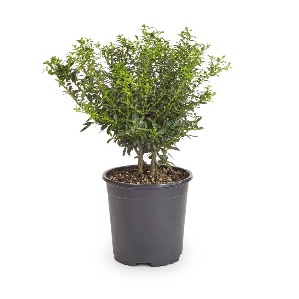 Lowe's White Soft Touch Compact Holly Foundation/Hedge Shrub in 2.5-Quart Pot | 31181